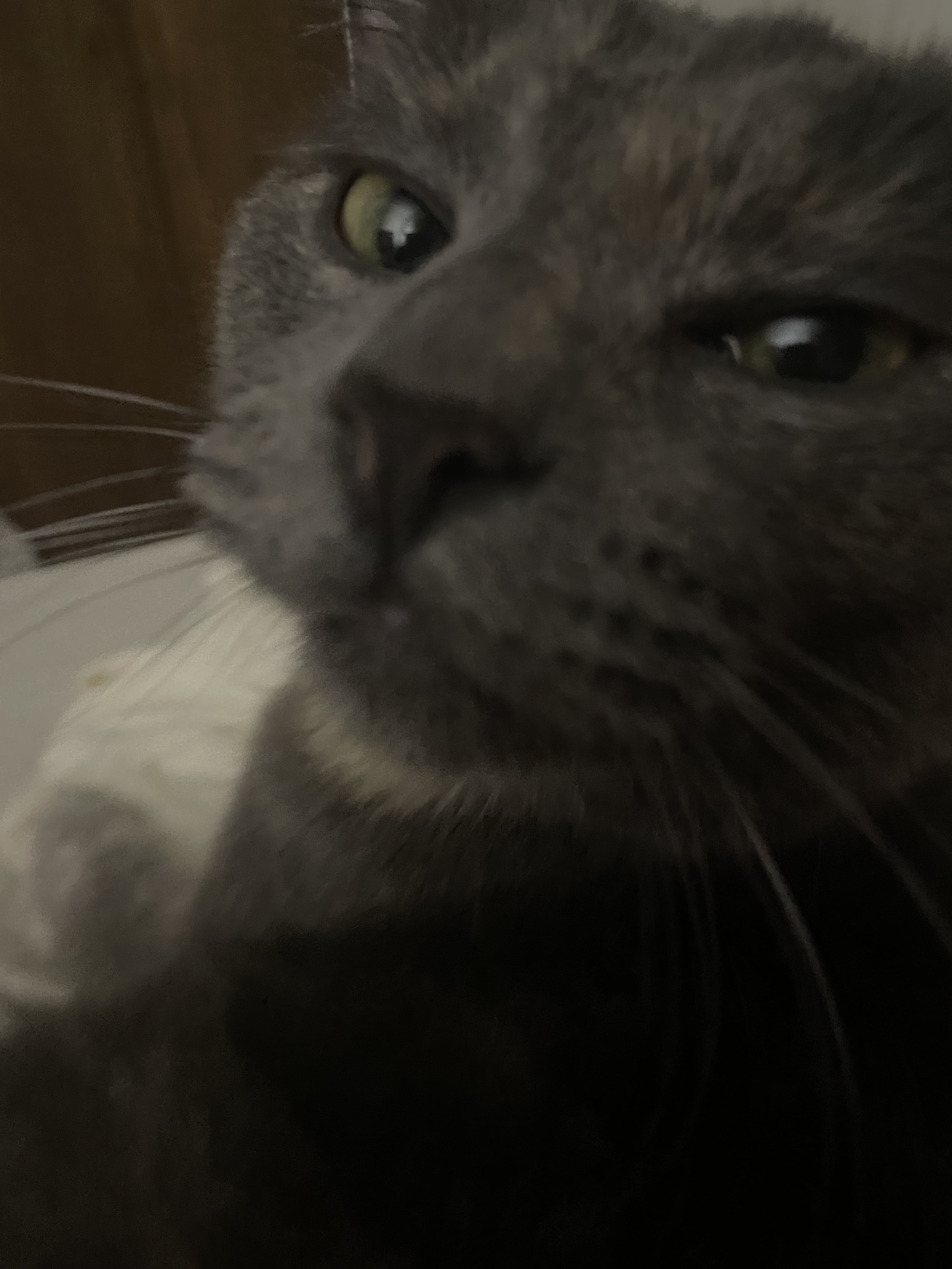 Random Cat Image