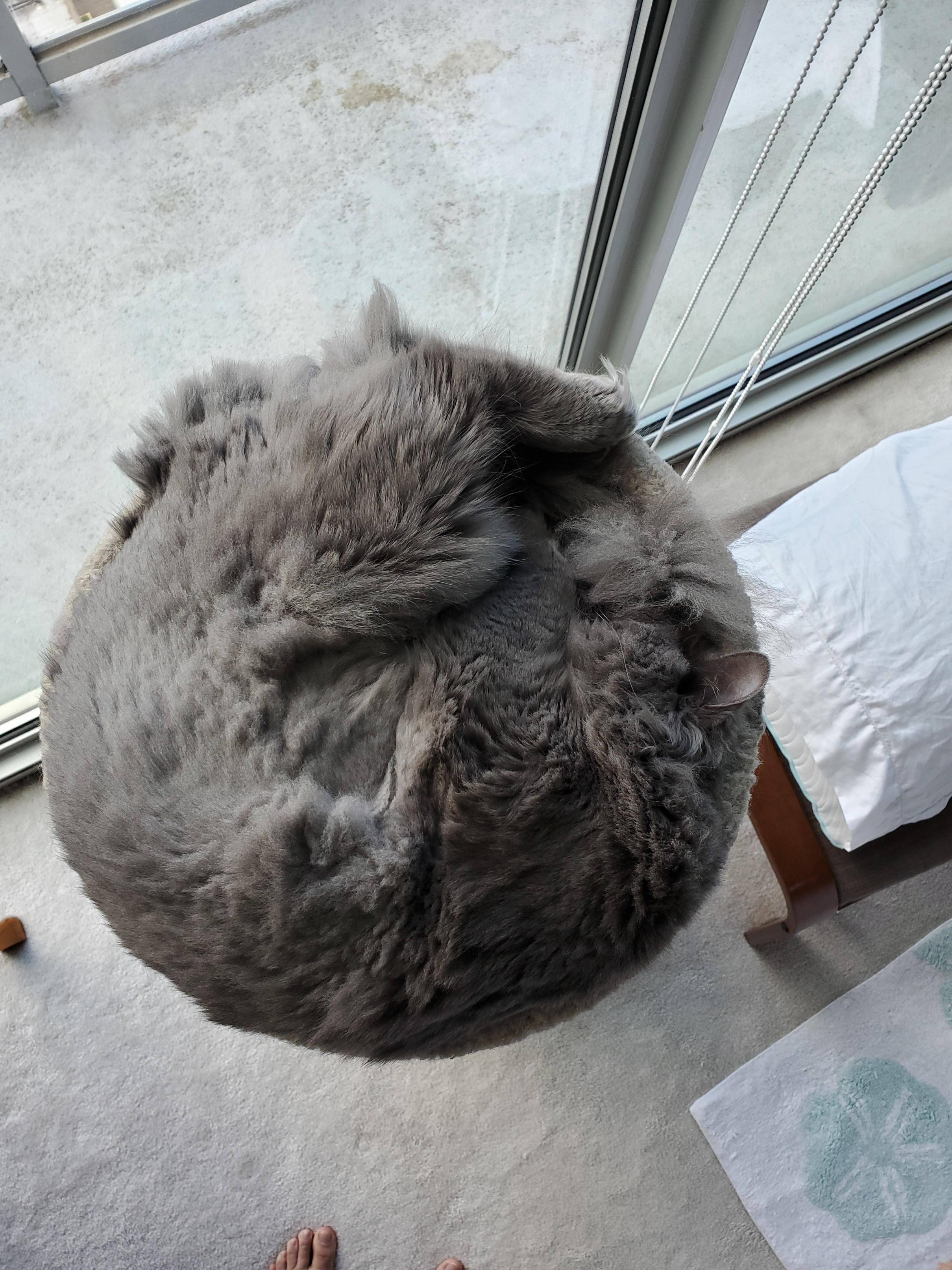 Random Cat Image