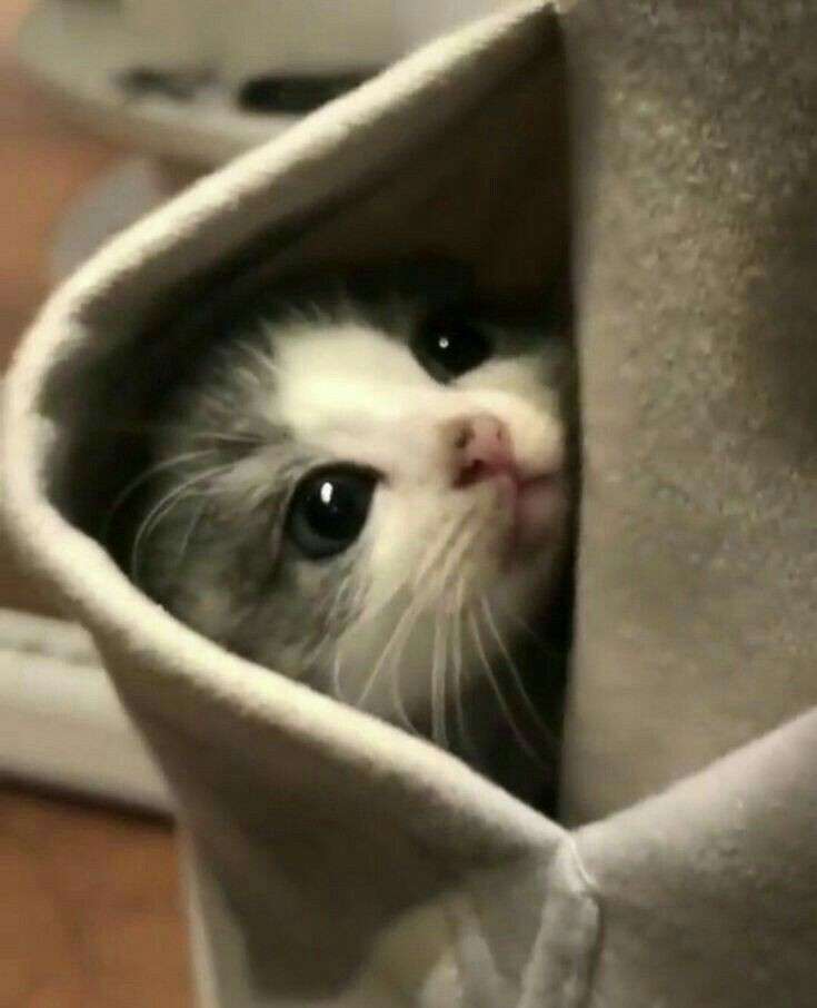 Random Cat Image