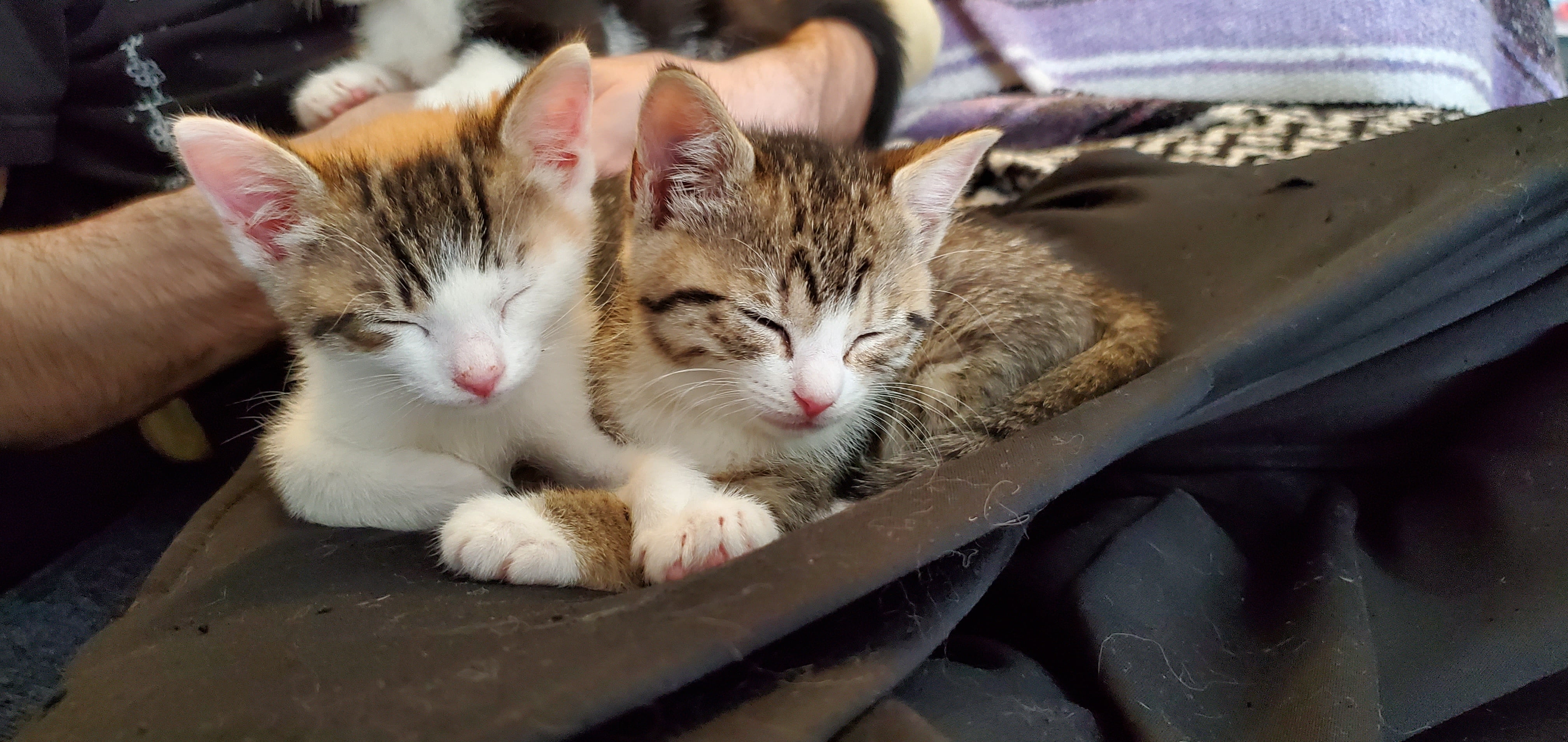 Random Cat Image