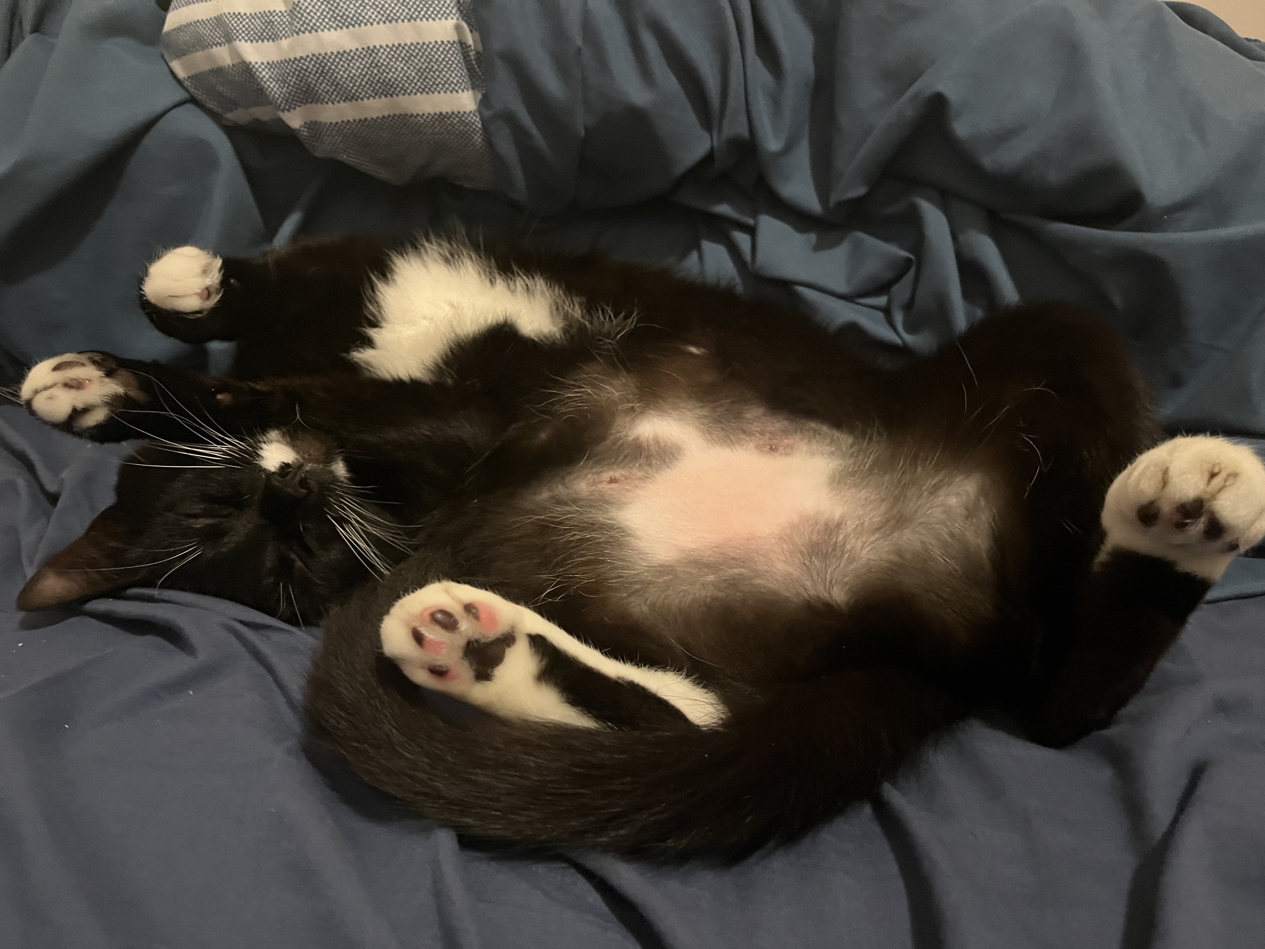 Random Cat Image