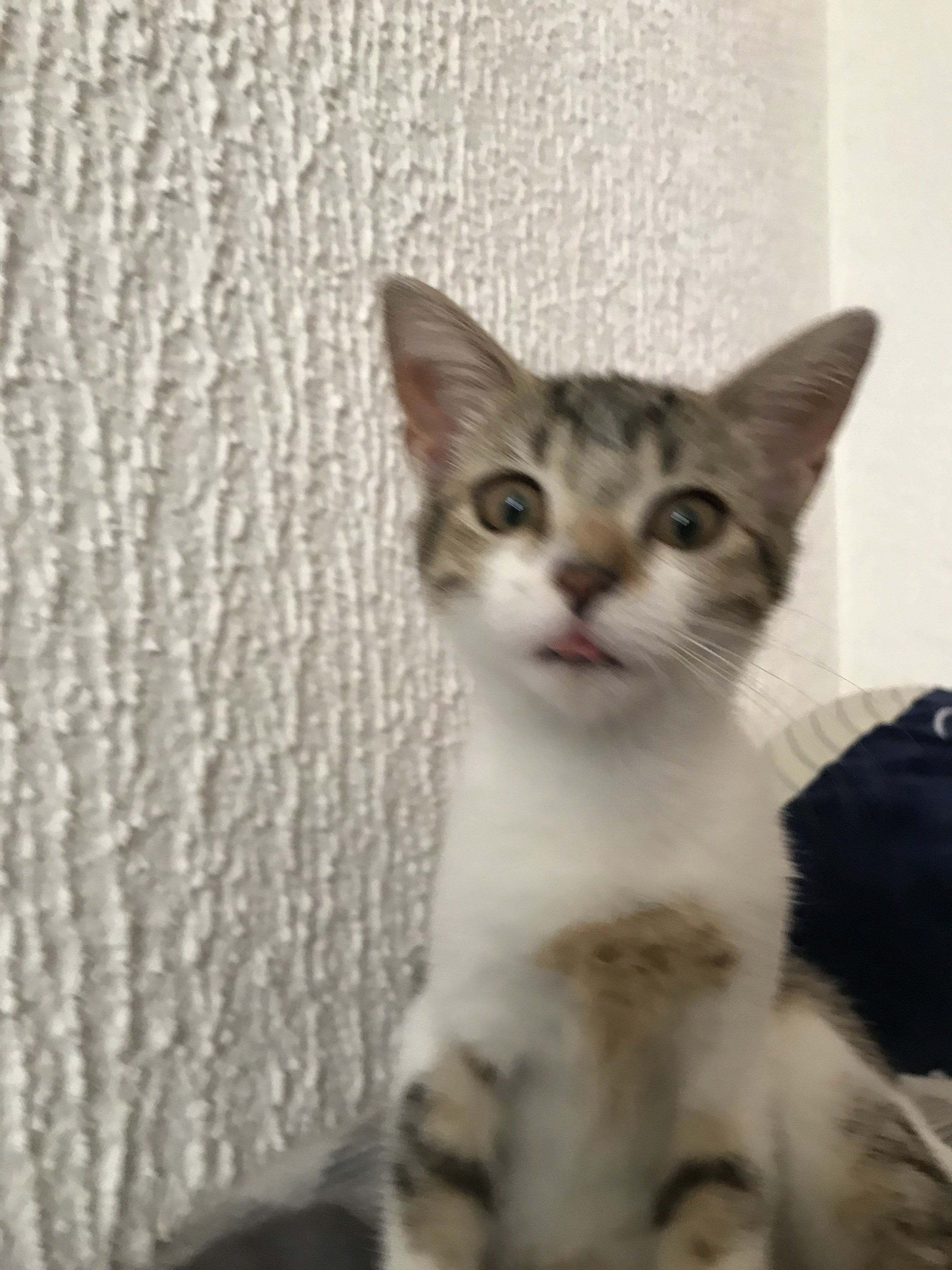 Random Cat Image